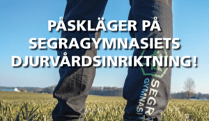 Läs mer om artikeln Påskläger på Segragymnasiets djurvårdsinriktning