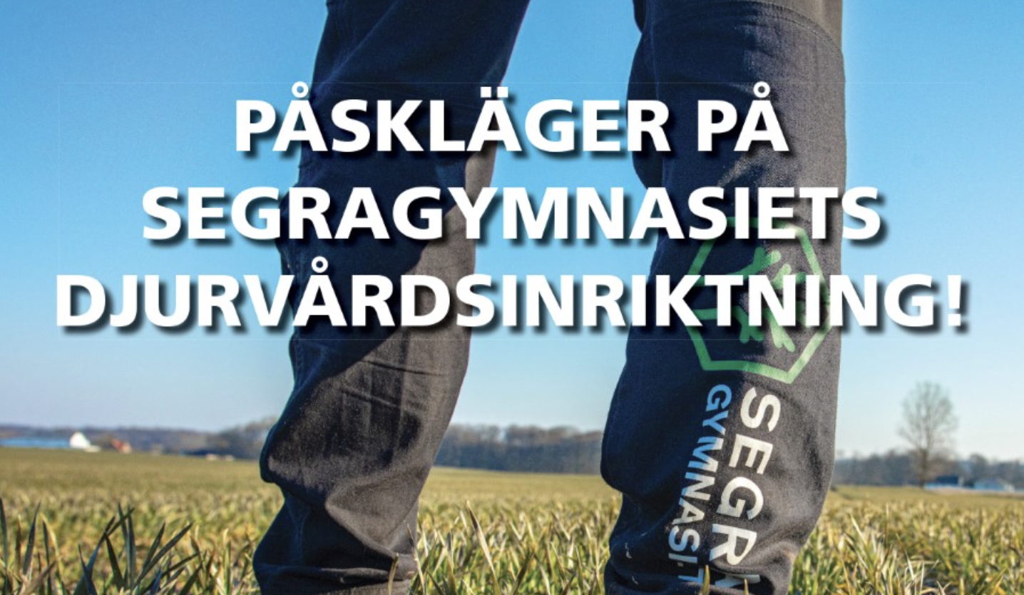 Du visar för närvarande Påskläger på Segragymnasiets djurvårdsinriktning